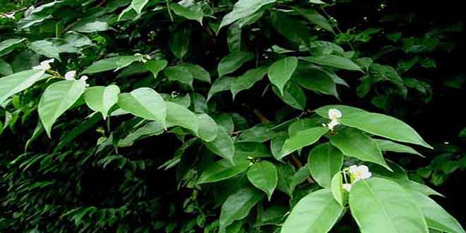 Photo of گیاه Carpolobia lutea