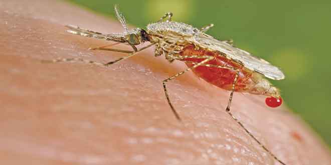 عکس از از تست‌های ادراری تا ریشه‌کنی مالاریا