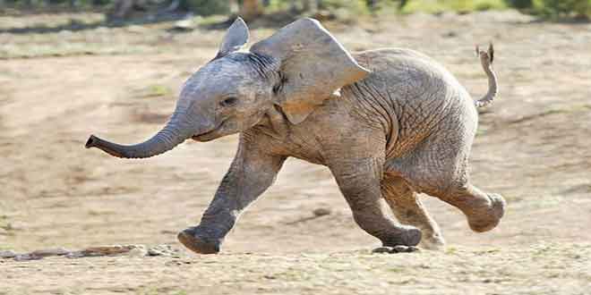 چرا فیل‌ها سرطان نمی‌گیرند براساس یافته‌های دو مطالعه مستقل، فیل‌ها نسخه‌های اضافی از یک ژن دارند که علیه سلول‌های تومورال می‌جنگند. این نتایج، دلیل اینکه چرا این حیوانات به ندرت مبتلا به سرطان می‌شوند را توضیح می‌دهند.