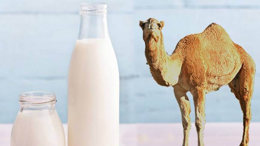 عکس از دکتر بهشته النگ:فریب تبلیغات شیر شتر را نخورید/ علائم آلرژی به پروتئین شیر گاو در نوزادان